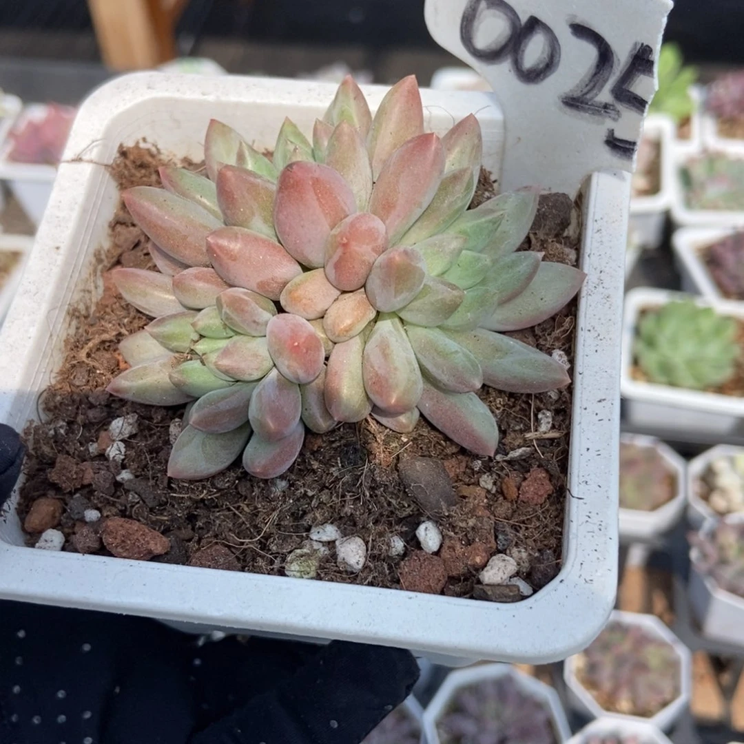 6025水晶球多肉植物多肉