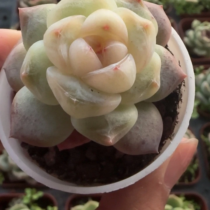 70超级小胖子11111