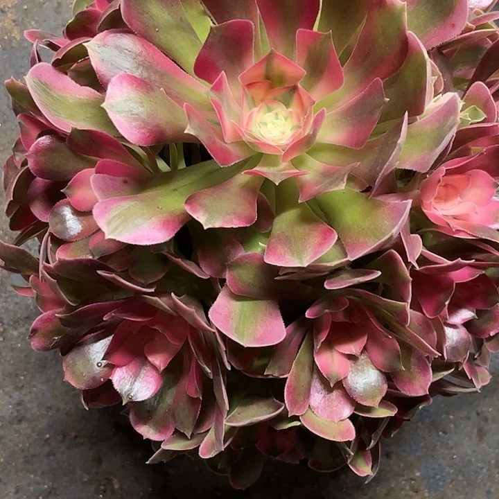 多肉植物香妃锦…………