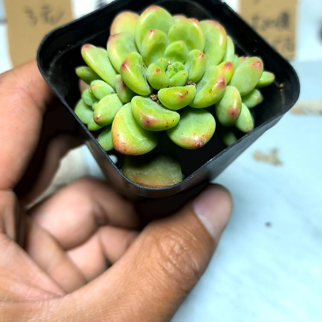 满6元包邮，#75香格里拉