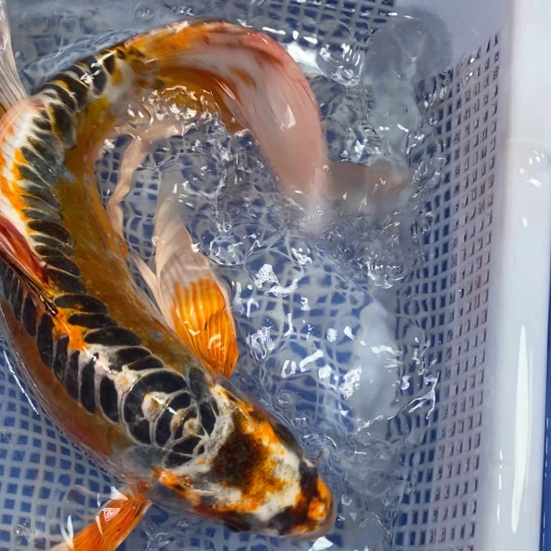 锦鲤冷水锦鲤包邮