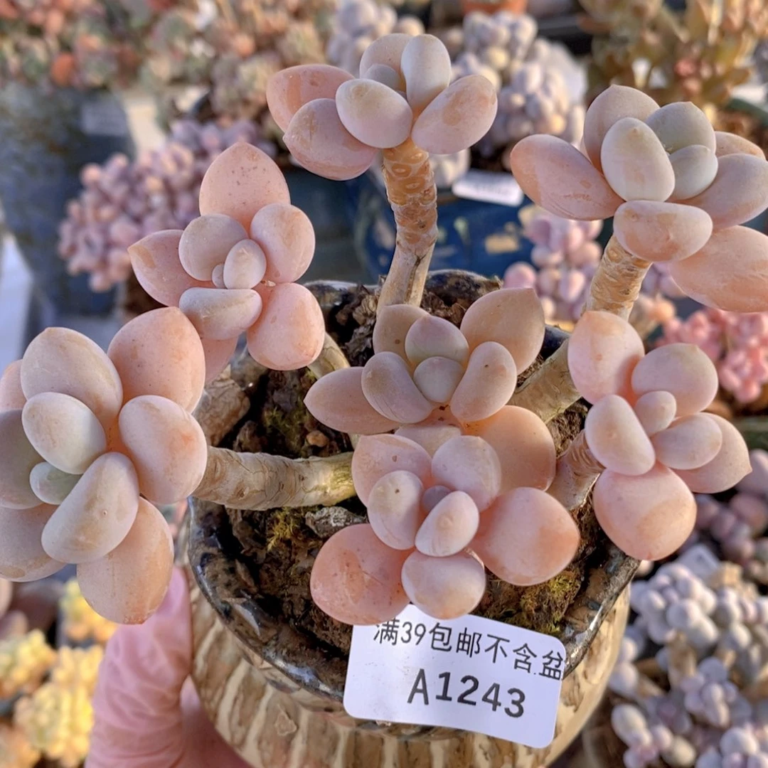 香水洛神10cm1243多肉植物