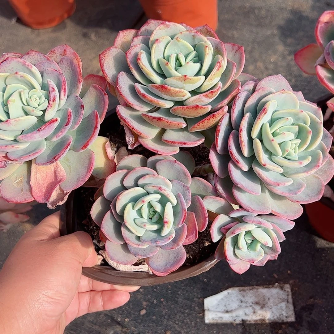 白月光三头起一盆