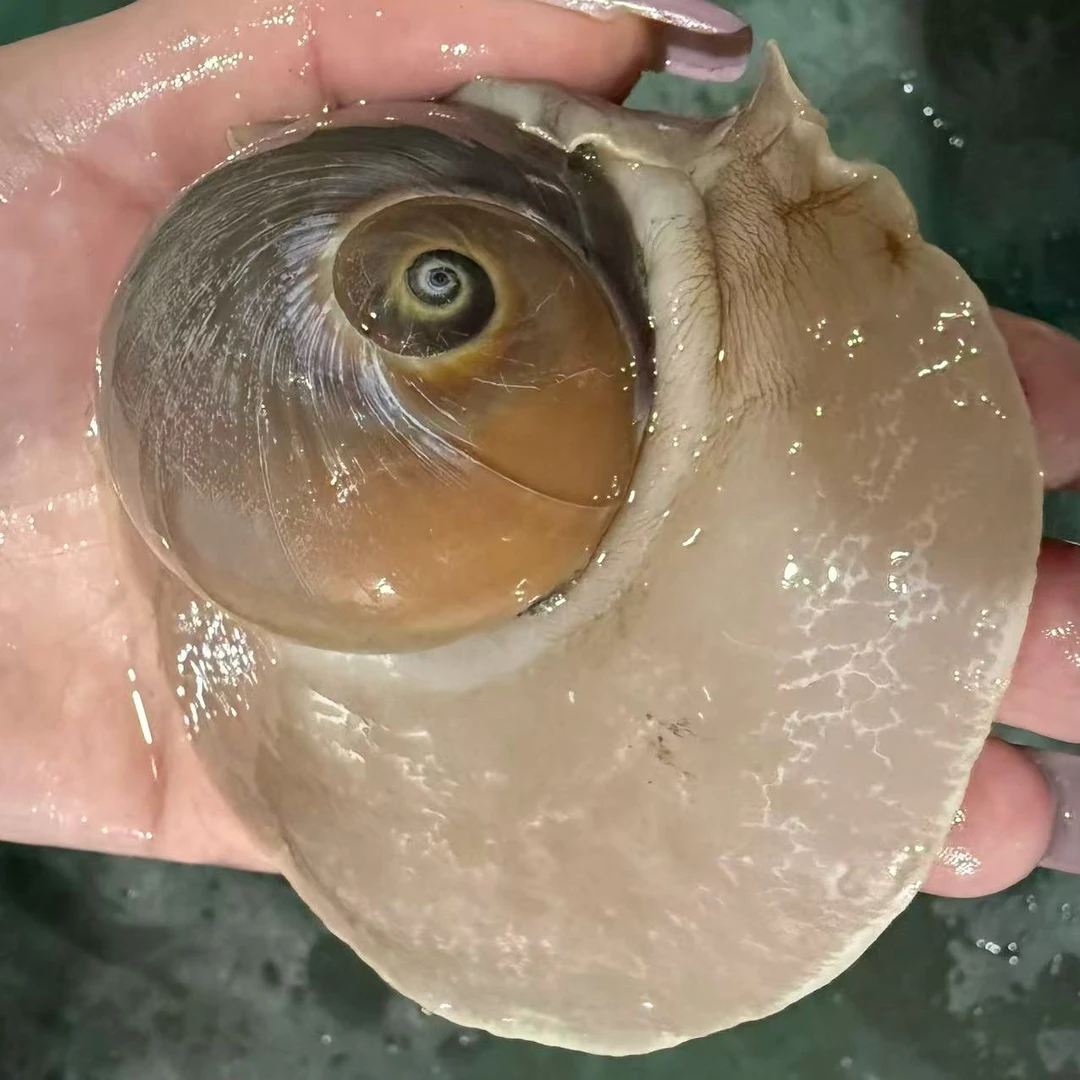 大猫眼螺野生每8-10左右鲜活发货包鲜不包活