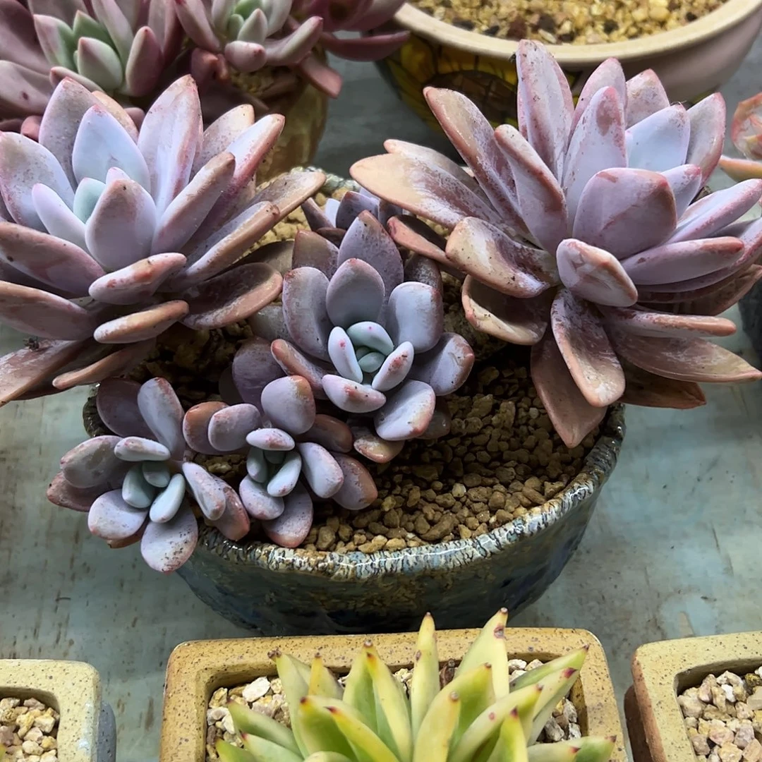 粉兔48 零零多肉植物
