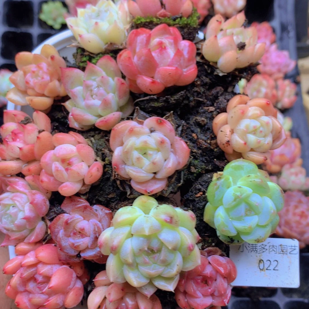 我要去看你了啊我 022