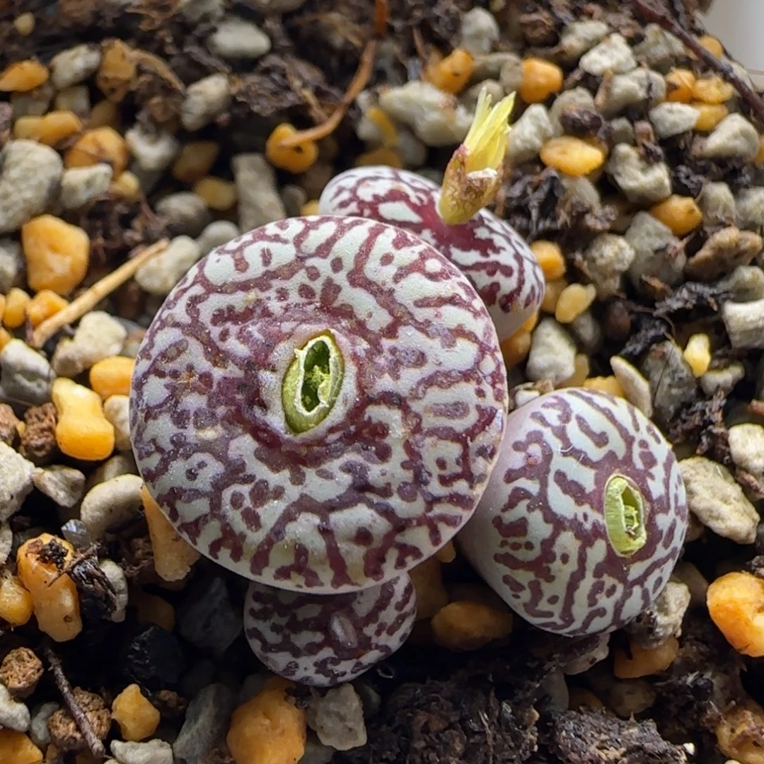 11-8-8-5当天满38包邮白底血红纹墨脱土