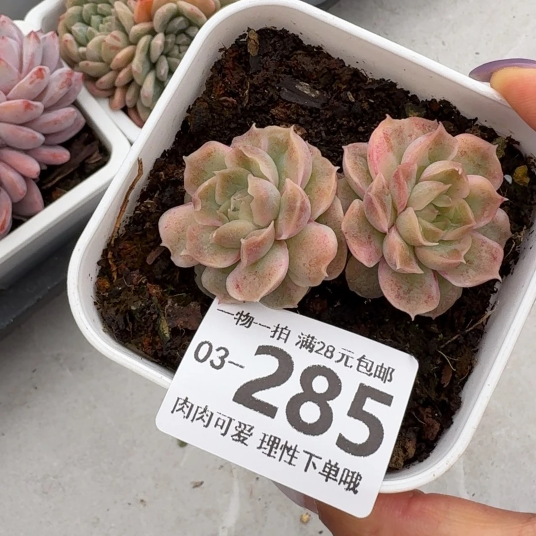 水晶虾饺无盆土发货