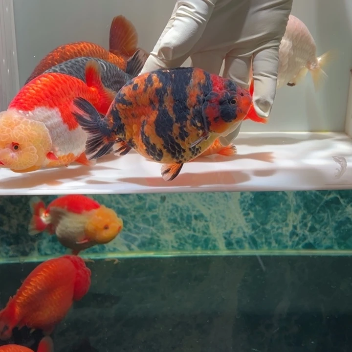 金鱼虎皮兰寿金鱼