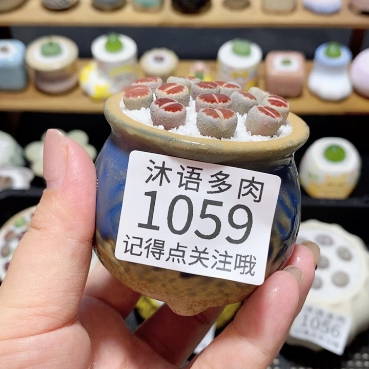 带盆土植物 精美盆栽1059