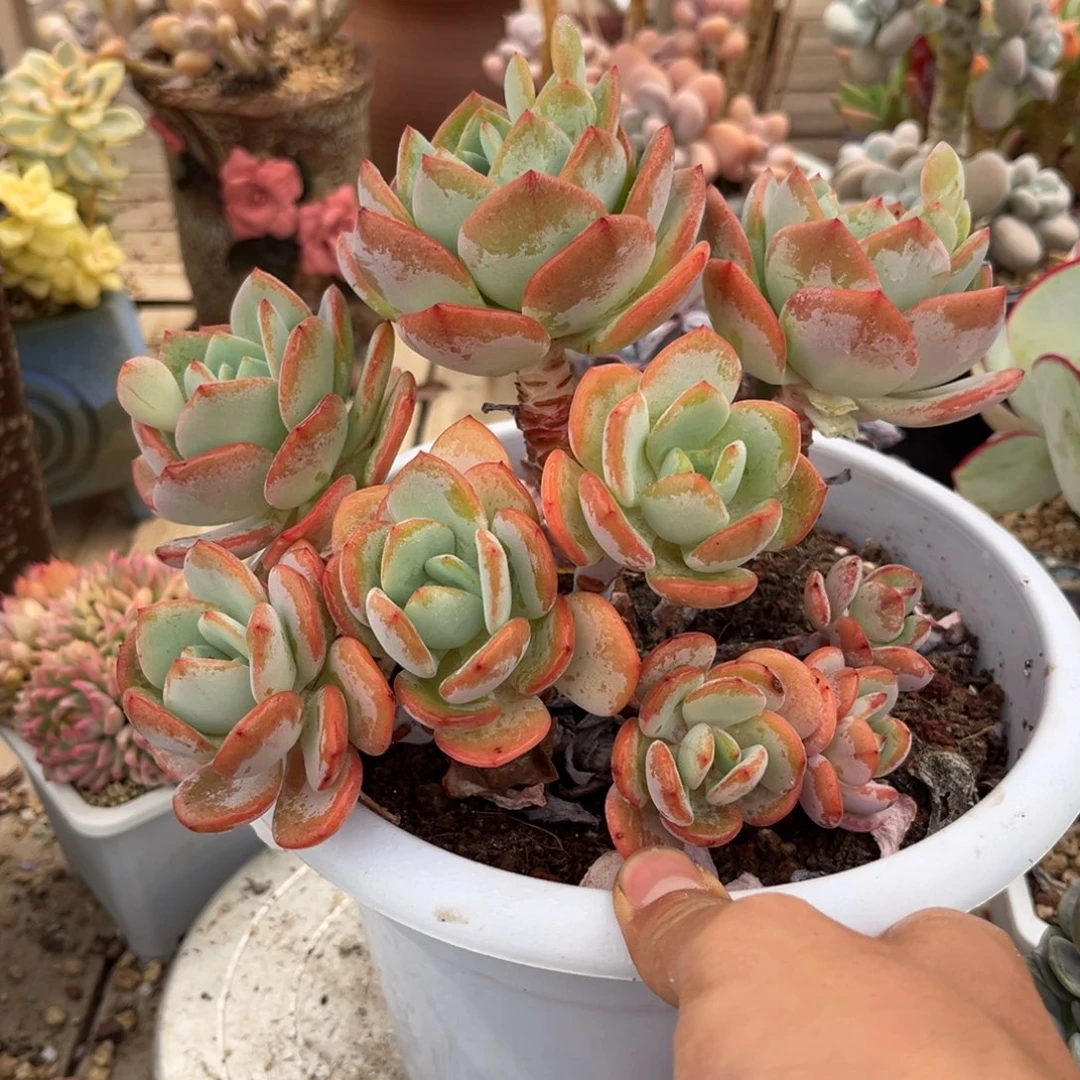 白月光多肉植物dongxibu
