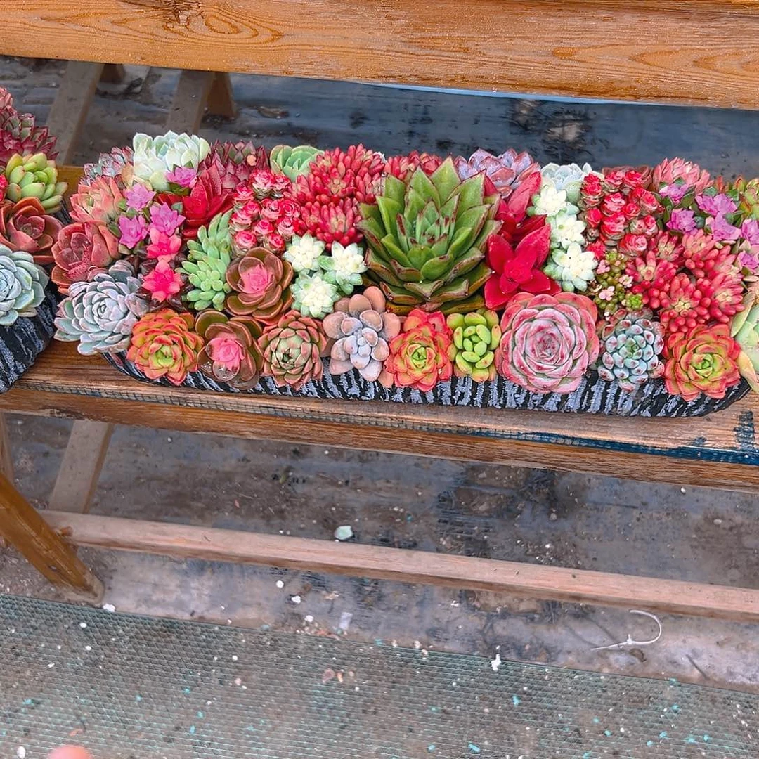 经典大长条多肉组合花园