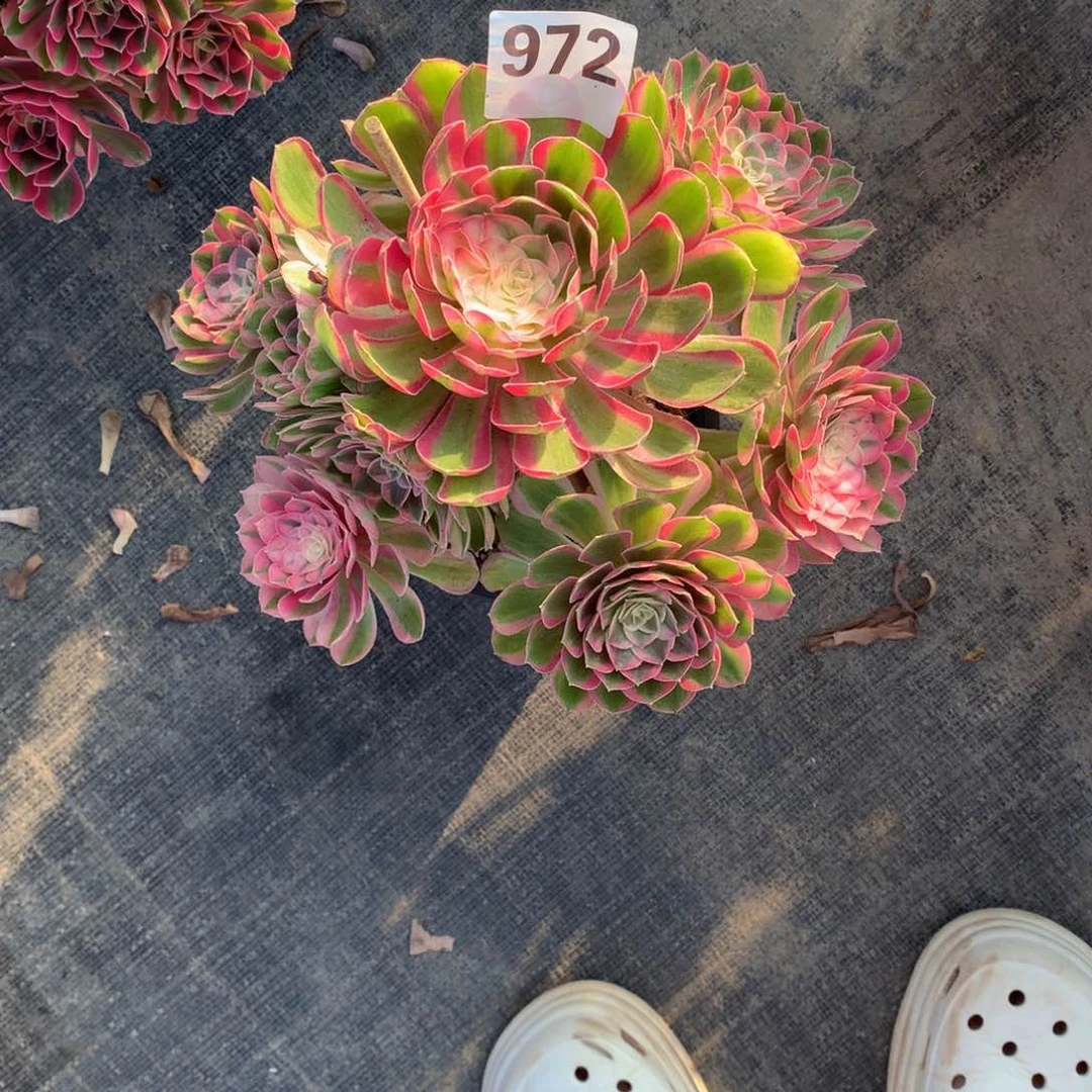 孔雀翎972法师多肉