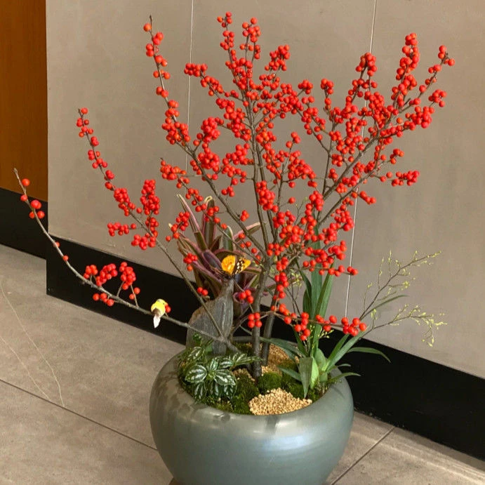 进口北美冬青树苗抗寒耐冻盆栽地栽南北方种植盆景老桩带红果发货