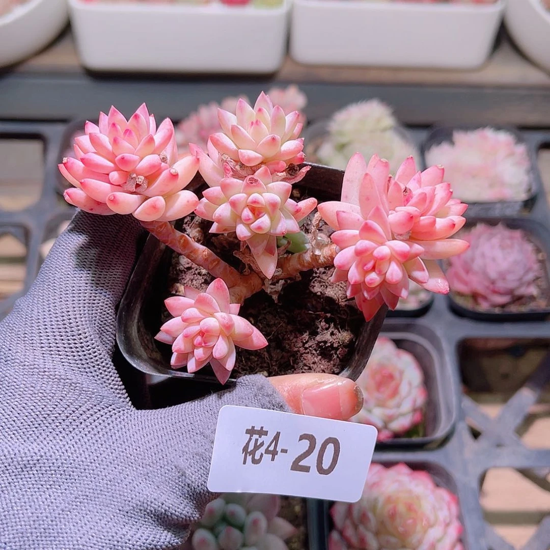 花04-20树冰群生