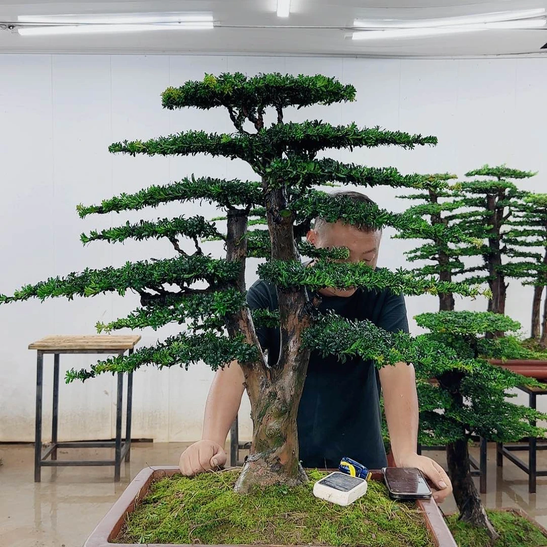 无花朵盆景园林……