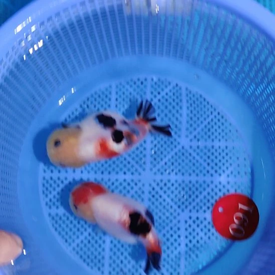 金鱼091兰寿两只顺丰包邮