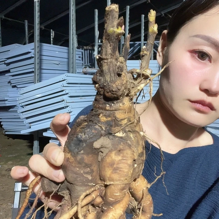 完全开放德芙1年苗