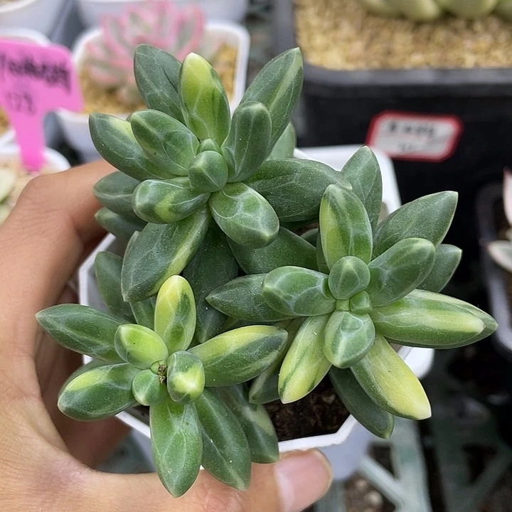 千代田锦一物一拍锦龙