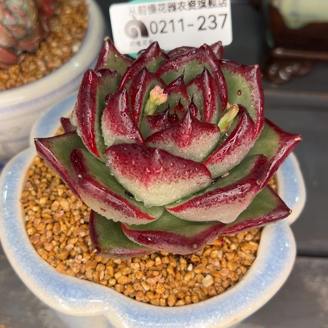 从前慢多肉精选编号0211.237