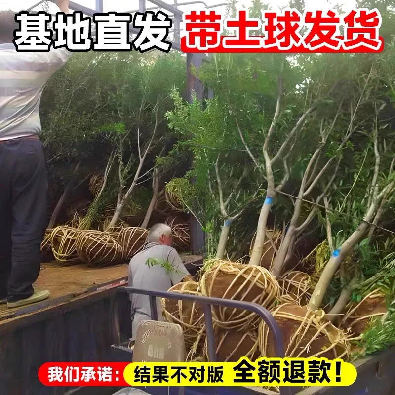 红宝石黑如意软籽大甜石榴树突尼斯软籽石榴苗南北方种植水果树苗