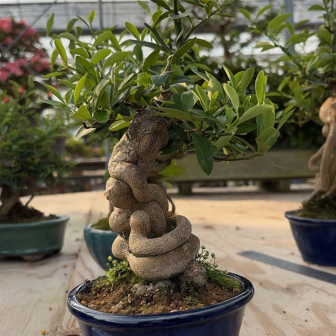 当前无花朵，栽培后可花朵好****?人工繁殖种豆豆盆栽