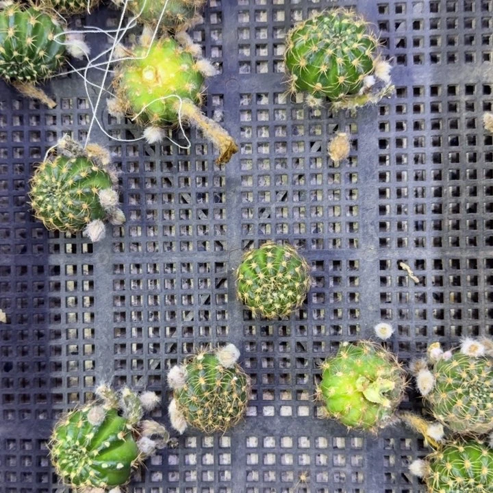 225丽花老丽85歪3公分左右无根侧牙，20包邮