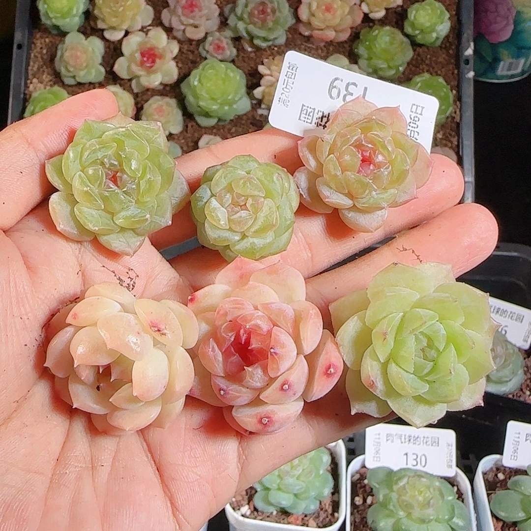 1106-139糖心组合一物一拍