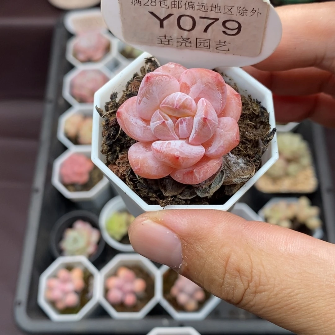 0079 冰橙单头 3cm