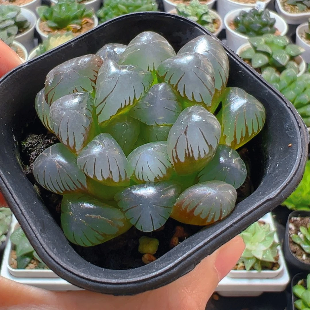 万象盆紫姬玉露多肉