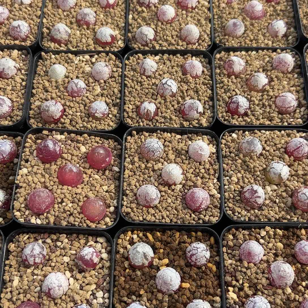 0000量拍小灯泡12颗尺寸1.0上下脱土发