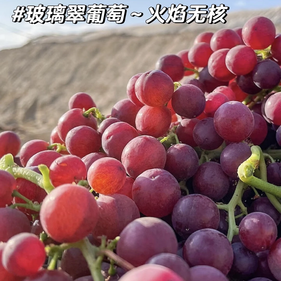新疆【无核红玻璃脆】火焰无核葡萄吐鲁番脆甜多汁新鲜水果（12.9元一斤）新疆维吾尔自治区