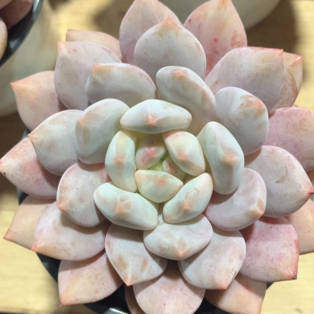 多肉植物多肉植物半夏