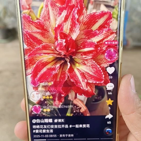 完全开放安吉拉 3-4来3颗