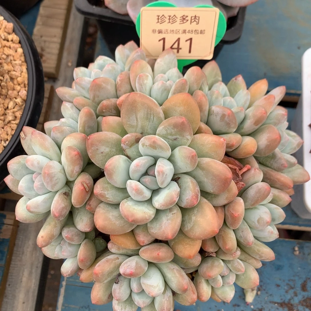 韩版香水老桩捧花141