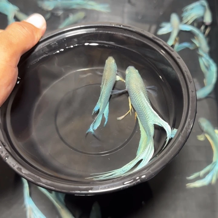 斗鱼直播间对图无纹蓝29