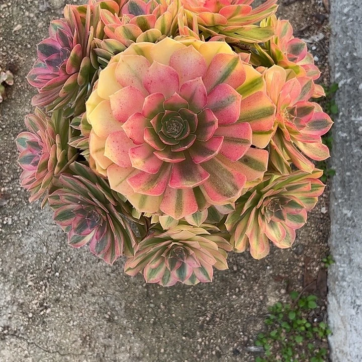 多肉植物雨荷锦…………