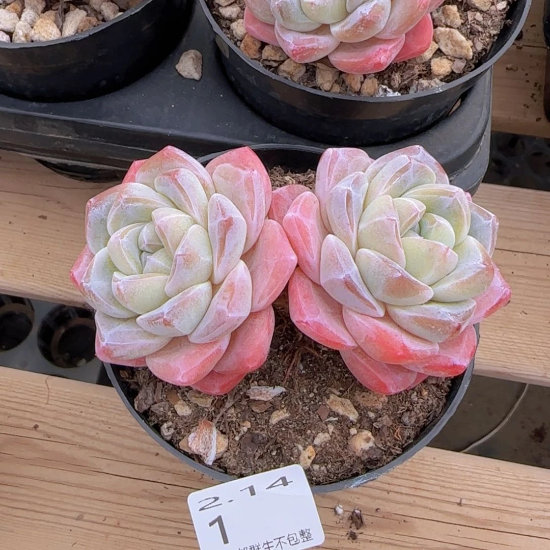 双头冰玉一颗脱土发货