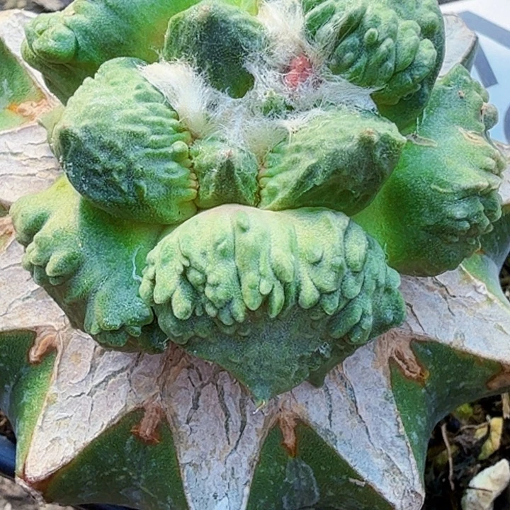 冷***情无花朵苗接怒涛201