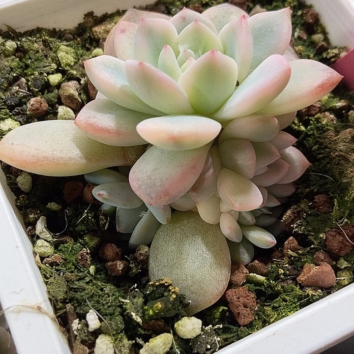 多肉植物星影锦117