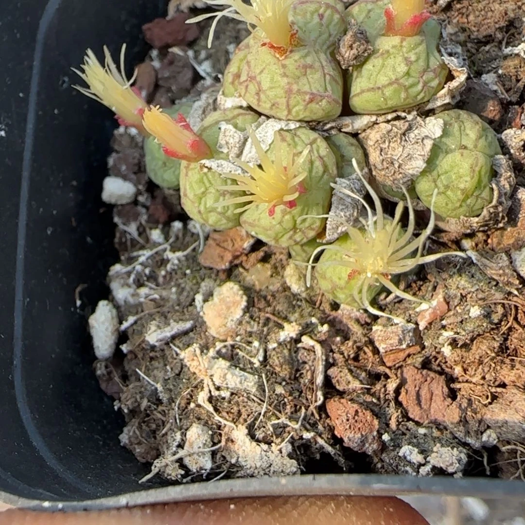 小卡拉米糖心一物一拍