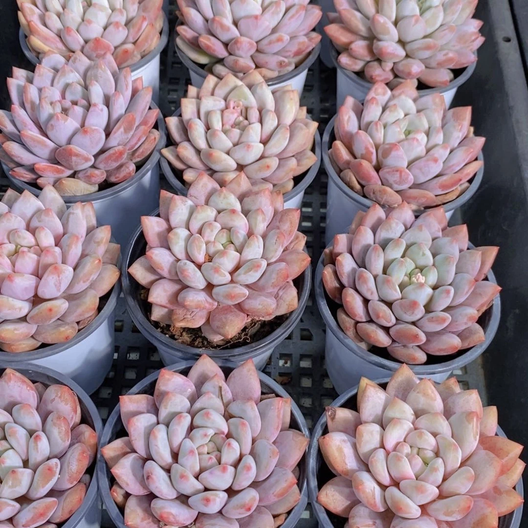 量拍49号 M精品母本奶油半夏单头一个