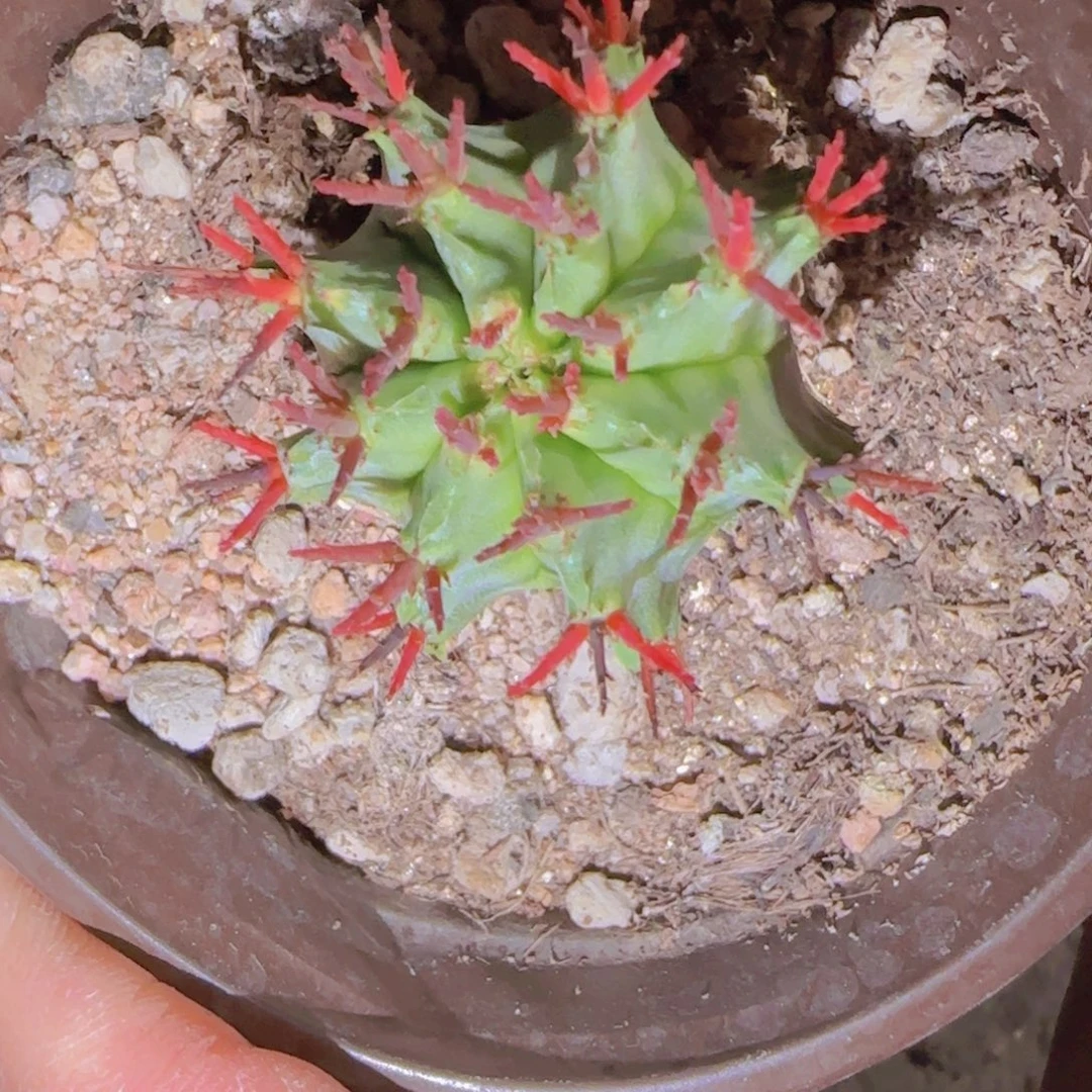 派****块根植物块根植物