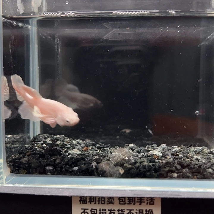 斗鱼竞拍跑单拉黑79日102