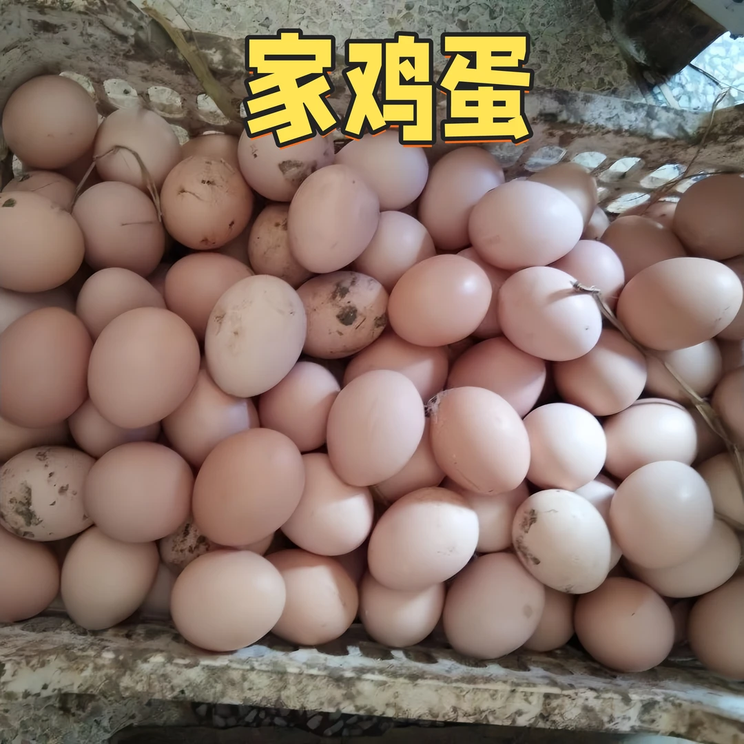 家鸡蛋农家散养土鸡蛋新鲜健康山林纯五谷喂养