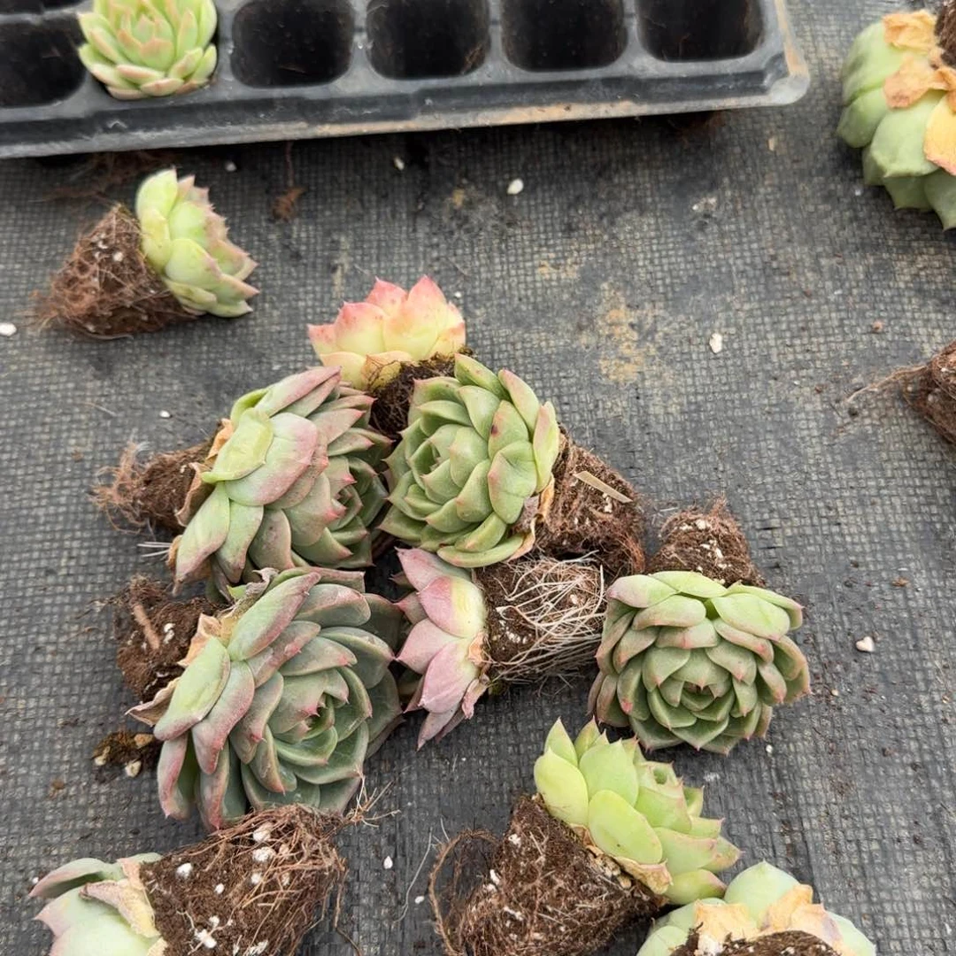 25-43绿菜十棵量拍