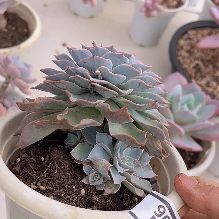 皱叶皮氏2796多肉植物