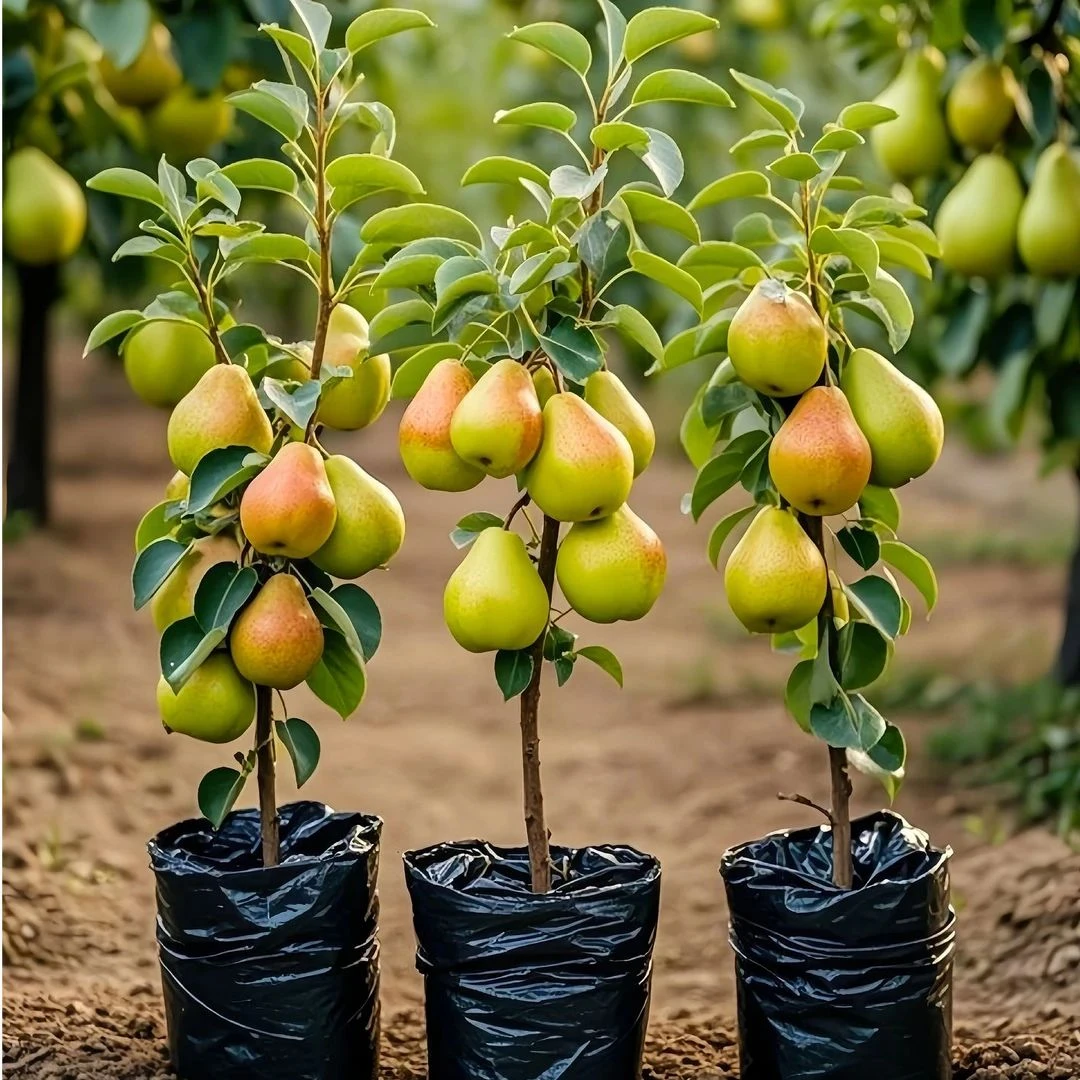 梨树苗嫁接特大库尔勒香梨树果苗盆栽地栽庭院南北方种植带土球
