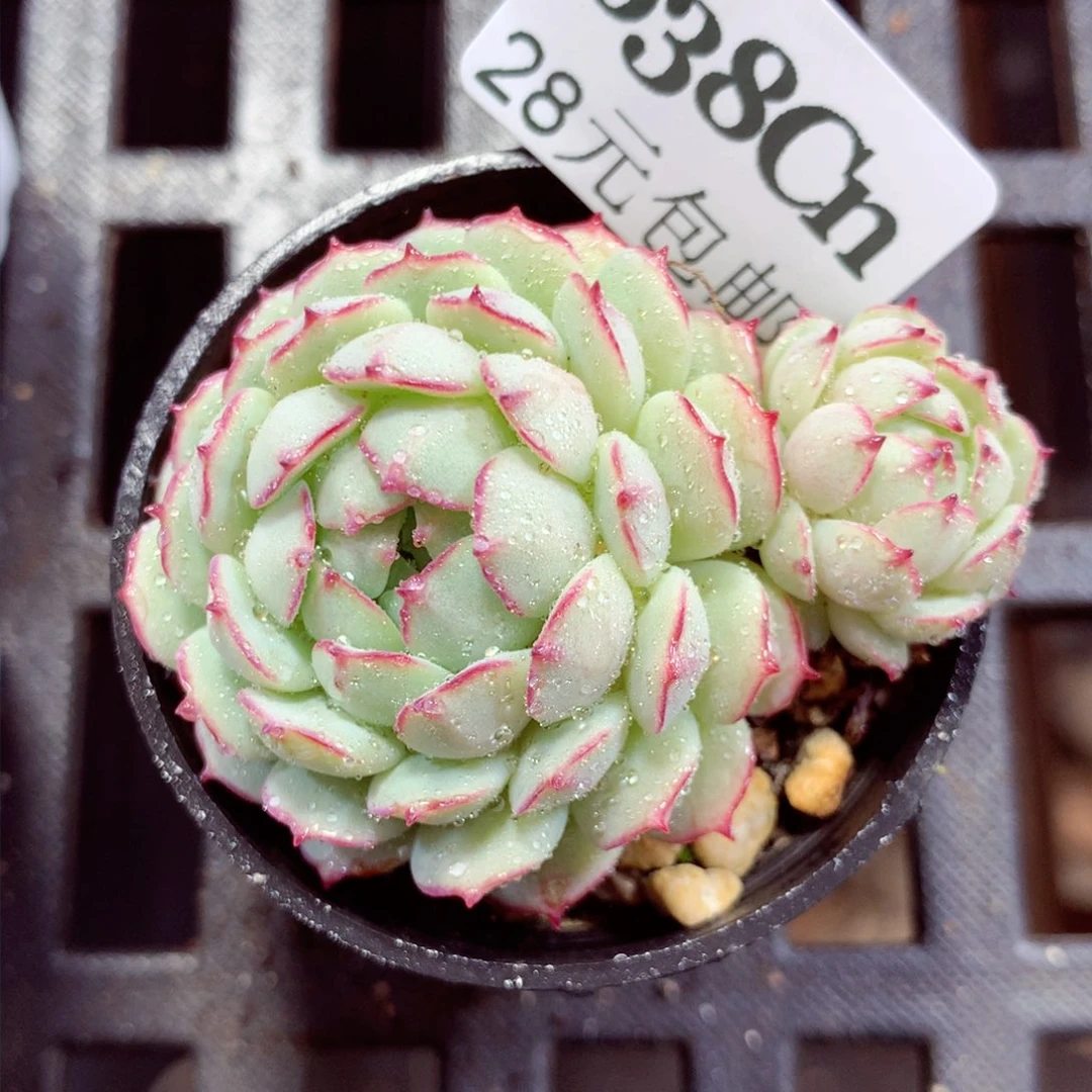 5厘米盆精控多肉638