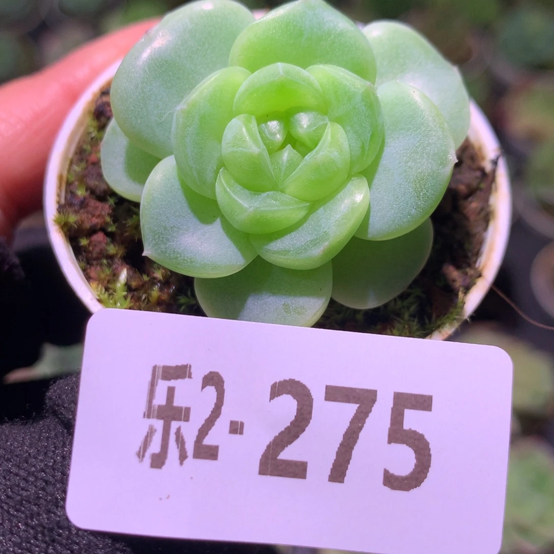 乐然 2-275 珍妮新品